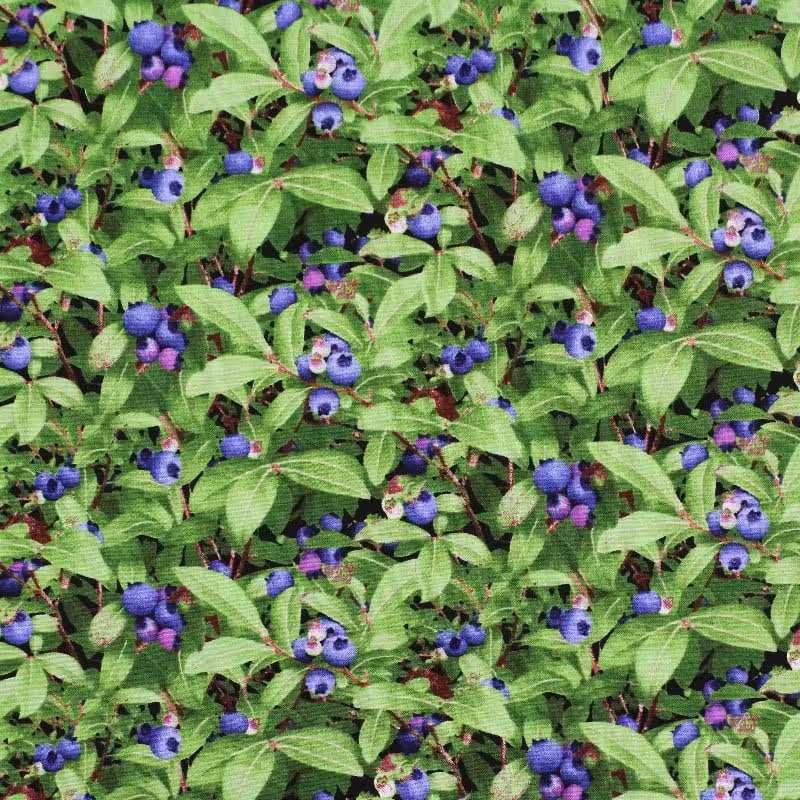 | Verity Blue Studio Blueberries