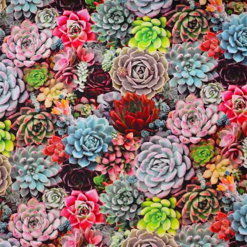 | Verity Blue Studio Multi Succulents