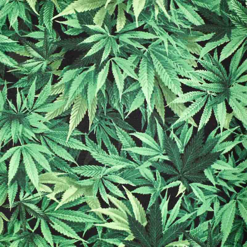 Munchies Marijuana | Verity Blue Studio