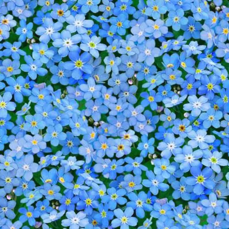 | Verity Blue Studio Blue Forget-Me-Nots