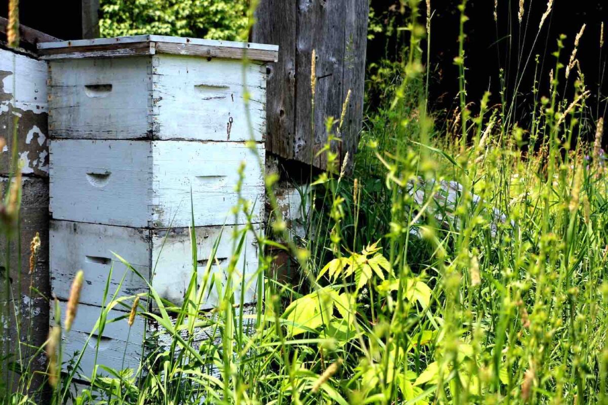 Bee Box Verity Blue Studio