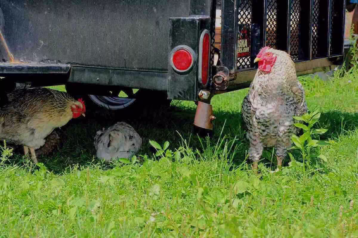 Chickens_Trailer Verity Blue Studio