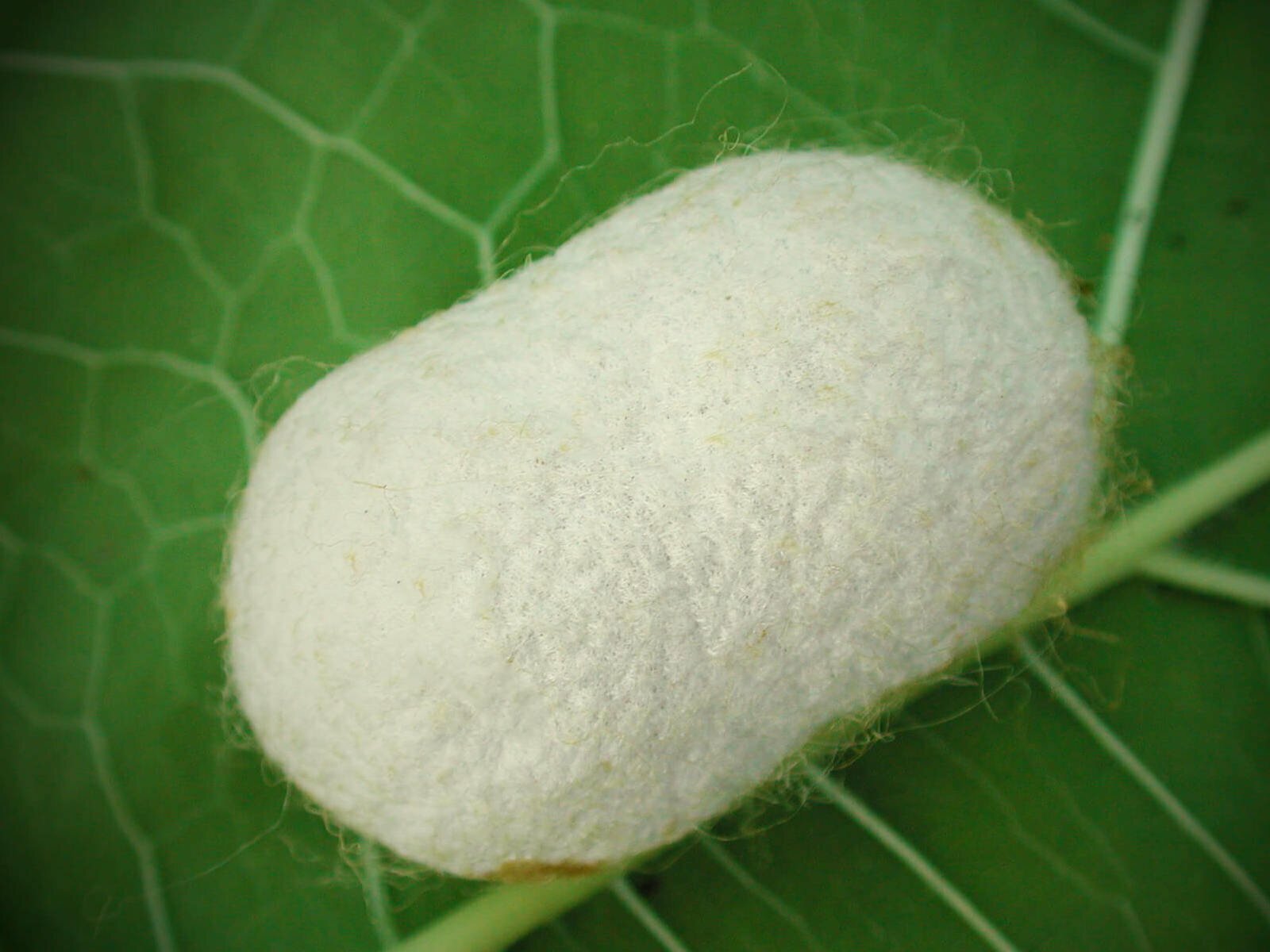 silkworm-properties of silk